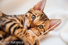 Bengal Katze rosetted